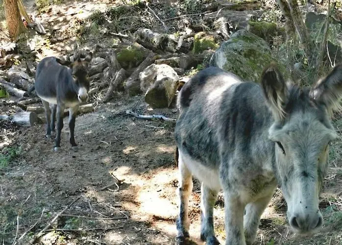 Σπίτι διακοπών Les Cadichons De La Grange *